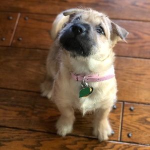 Meet your Posher, Dakota